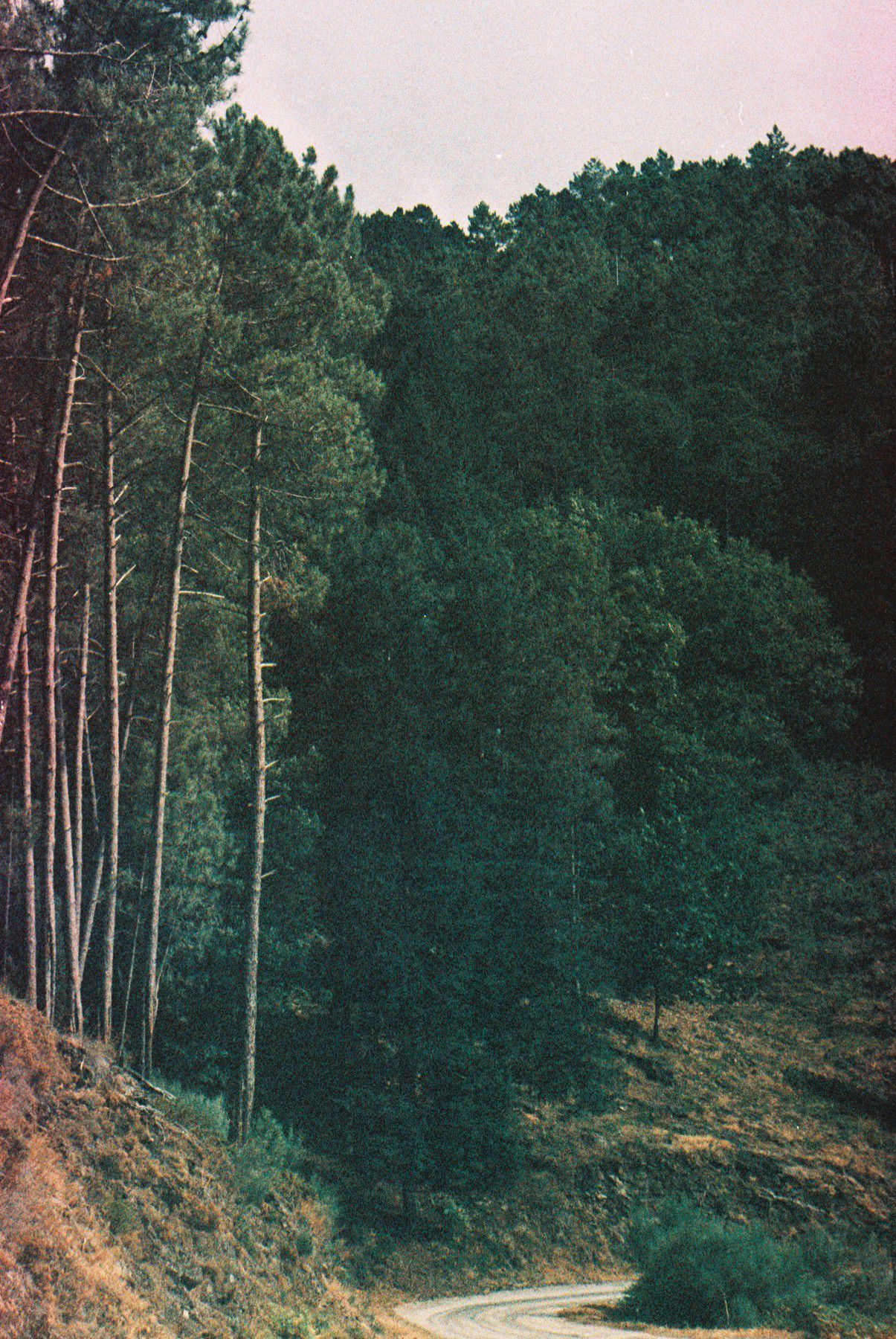 landscape Alvão trees